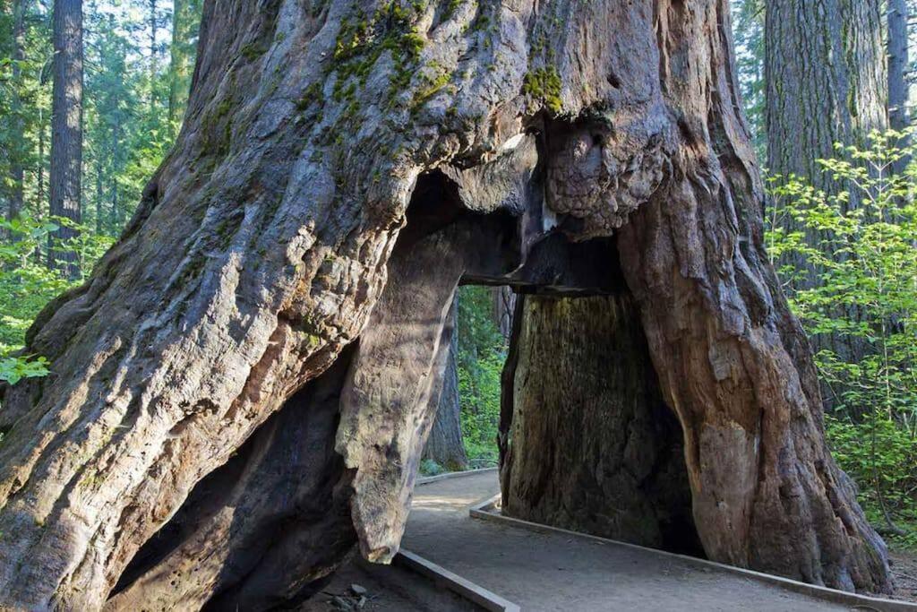 Cedar Oasis - Home Base To Big Trees Arnold Exterior foto